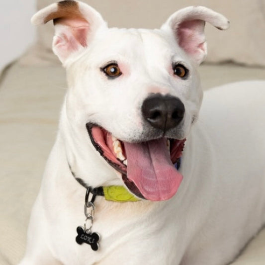 Loki a white American Staffy posing for a photo 
